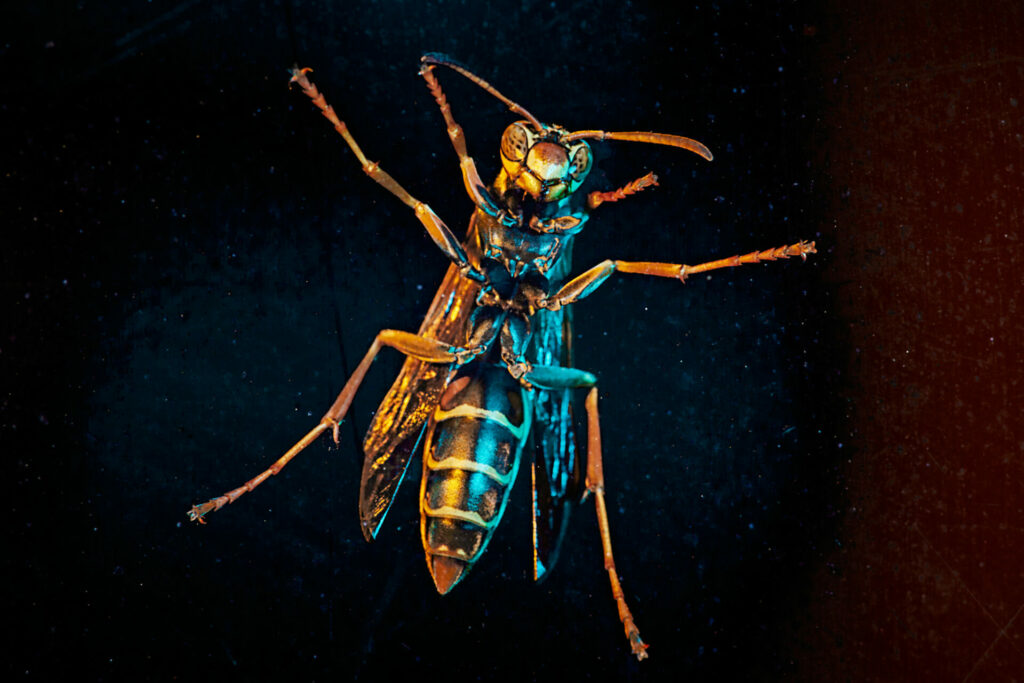 a macro image of the underside of an ugly wasp 