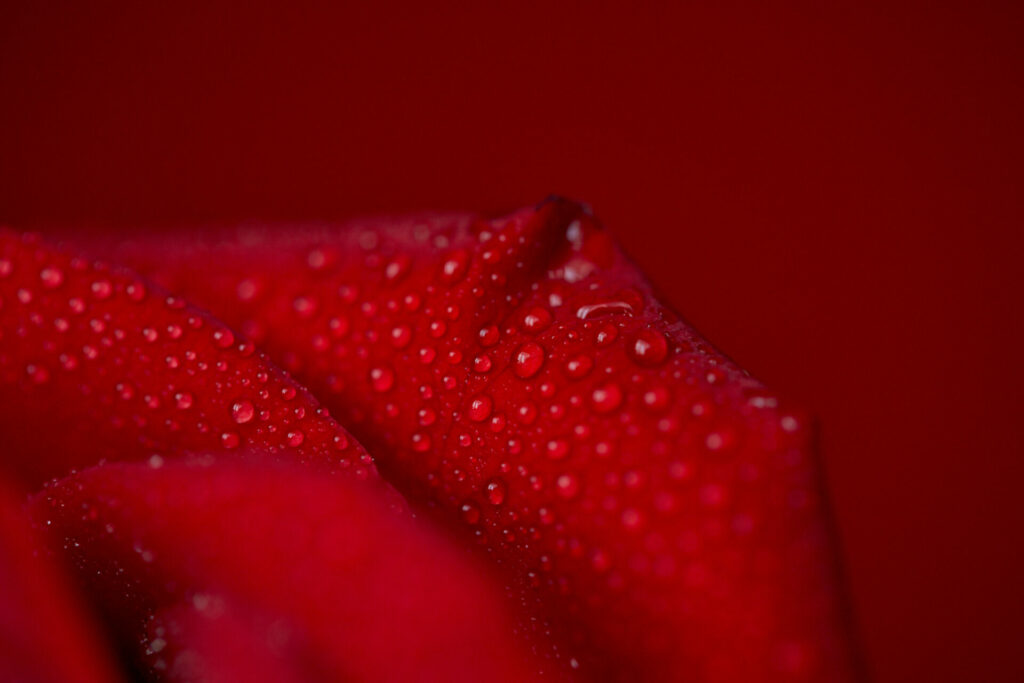 a macro image of rose petals with water droplets
